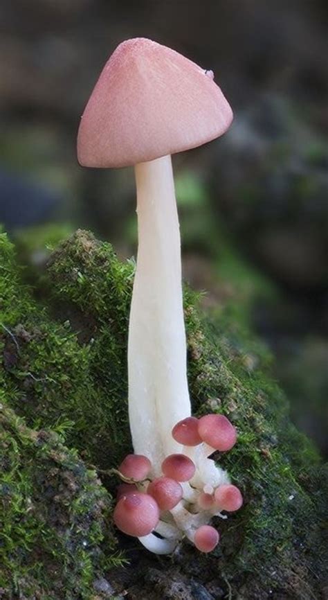 So Cute Stuffed Mushrooms Pink Mushroom Wild Mushrooms