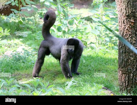 South American Common Brown Or Humboldt S Woolly Monkey Lagothrix