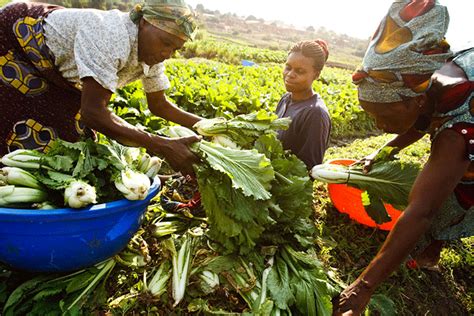 Climat Des Affaires En Afrique Pour Lagriculture La Banque Mondiale