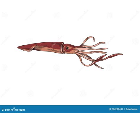 Hand Drawn Colored Squid Sketch Style Vector Illustration Stock Vector