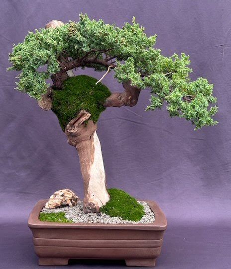 Juniper Bonsai Tree Phoenix Graftjuniper Procumbens Nana