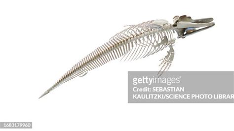 Dolphins Skeletal System Illustration High Res Vector Graphic Getty