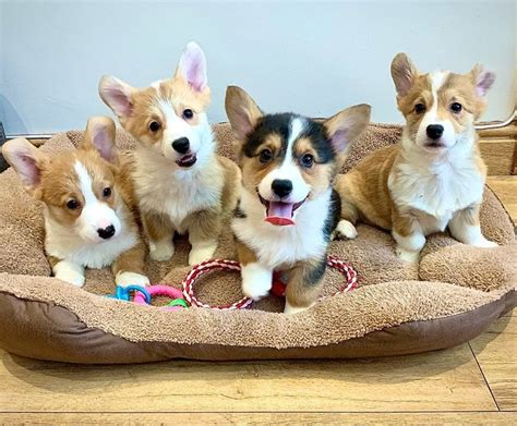 Pembroke Welsh Corgi Puppies For Sale Adoption From New Zealand Classifieds