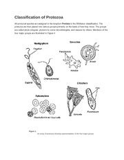 Classification of Protozoa - Classification of | Course Hero