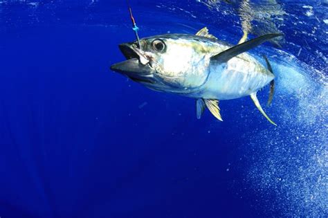 How To Fish For Tuna Tips Techniques And Recommendations