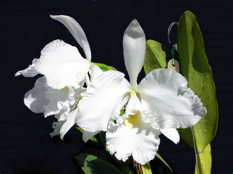 Cattleya Warneri Var Alba Colossus Flowers And Leaves White