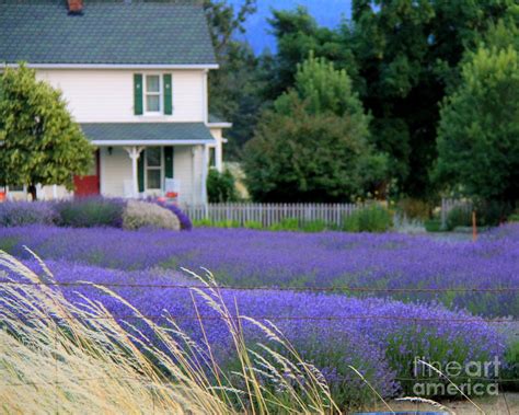 Lavender Farm Photograph by Michele Hancock Photography - Fine Art America