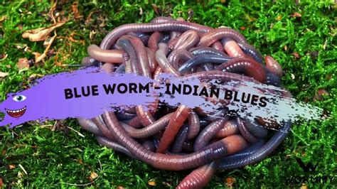 Blue Worm Perionyx Excavatus All The Facts You Need To Know