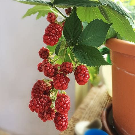 Rubus allegheniensis - PictureThis