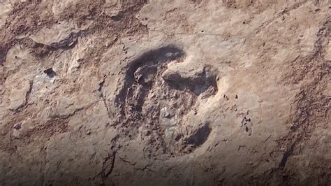 240 Dinosaur Footprints Discovered For The First Time In E China CGTN