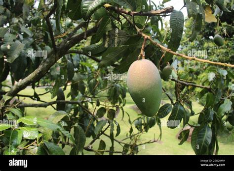 Fresh Mangoes Hang On The Tree Ready To Be Harvested Fruit Plantations