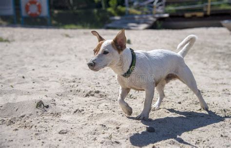 Cane Sulla Spiaggia D Estate Immagine Stock Immagine Di Mammifero