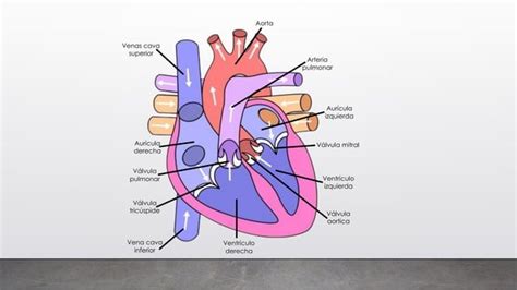 Estructura Y Partes Del Coraz N Se Alados Correctamente Ppt