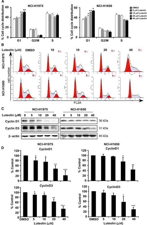 Luteolin Induces Cell Cycle Arrest And Apoptosis Of Lung Cancer Cells