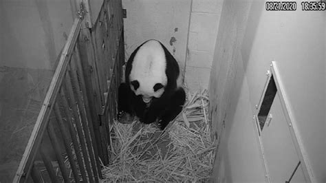 The National Zoo Announces The Birth Of A New Baby Giant Panda Cnn