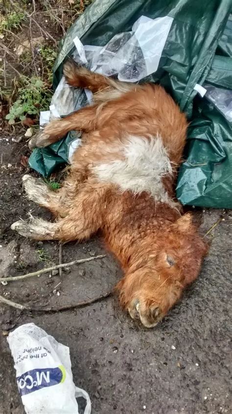 Dead horse-dumping epidemic blamed on recession and soaring vets costs - Mirror Online