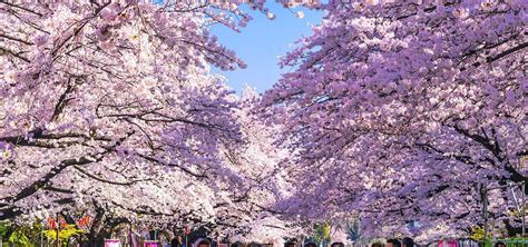 Cu Ndo Florecen Los Cerezos En Jap N