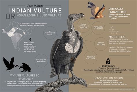 Indian Vulture Roundglass Sustain