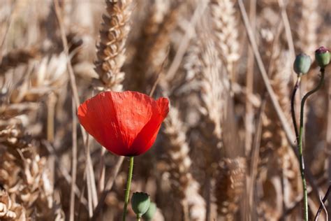 Gratis Afbeeldingen Natuur Bloesem Fabriek Veld Blad Bloem