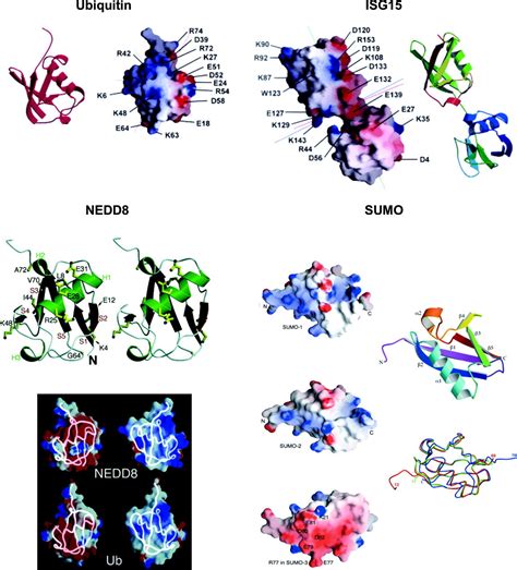 Ubiquitin And Ubiquitin Like Proteins In Protein Regulation