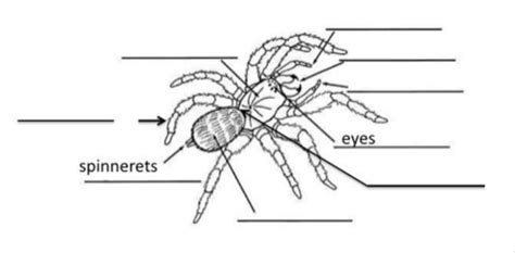 Class Arachnida Spider Diagram Quizlet