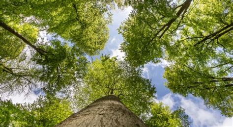 Ontdek De Schoorlse Duinen Met De Van Boom Tot Bos Wandelroute