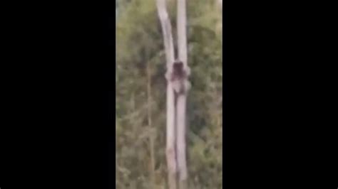 Heartbreaking Footage Emerges Of Koalas Clinging To Trees As Their