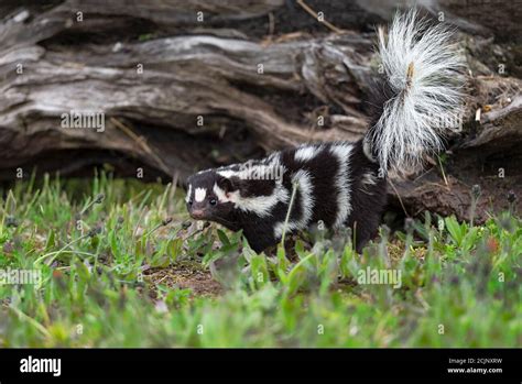 Eastern Spotted Skunk Spilogale Putorius Tail Up Looks Out In Front