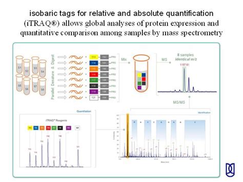 Isobaric Tags For Relative And Absolute Quantification Itraq Allows