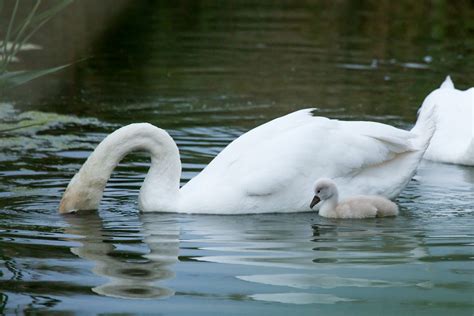 Cygne Tubercul Cygnus Olor Mute Swan David Roux Flickr