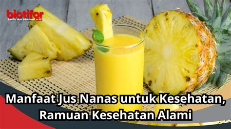 Manfaat Jus Nanas Untuk Kesehatan Ramuan Kesehatan Alami Biotifor