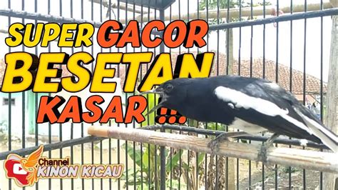 Suara Kacer Gacor Besetan Kasar Mendongkrak Lawan Agar Naik Emosi