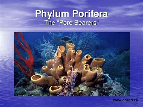 Ppt Phylum Porifera Powerpoint Presentation Free Download Id5451066