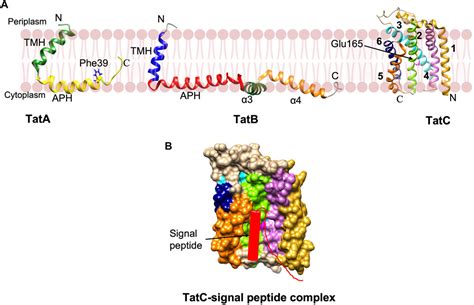 Frontiers Bacterial Signal Peptides Navigating The Journey Of Proteins