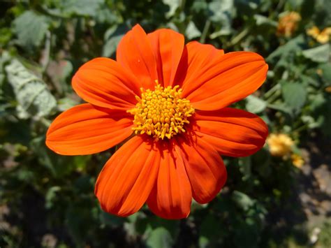 25+ Gambar Bunga Warna Orange - Gambar Bunga Indah
