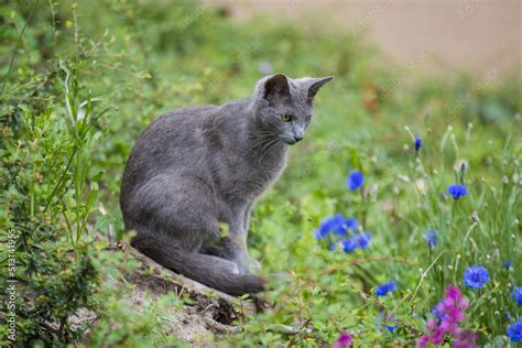 Katze Sitzt Im Gr Nen Juni Kassel Hessen Deutschland