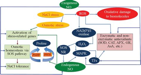 Frontiers Nitric Oxide Mitigates Salt Stress By Regulating Levels Of