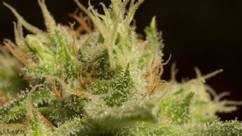 What is Bud? Marijuana Bud Definition | Weedmaps