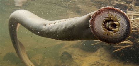 Pacific Lamprey