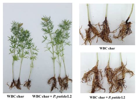 Microorganisms Free Full Text The Effect Of Biochars And Endophytic