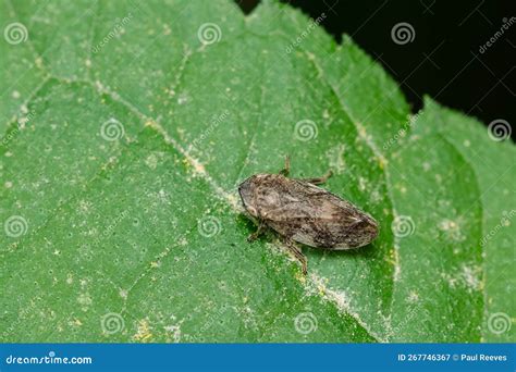 Meadow Spittlebug Philaenus Spumarius Stock Image Image Of