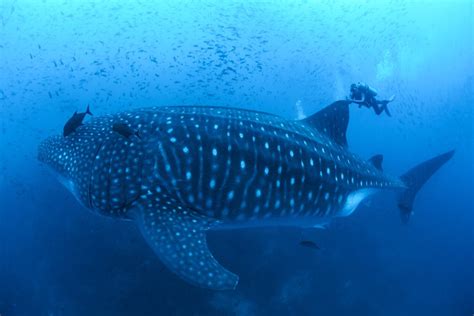 Researching Whale Sharks in the Galápagos Marine Reserve | Galápagos ...