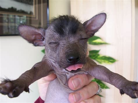 Xoloitzcuintli Puppies