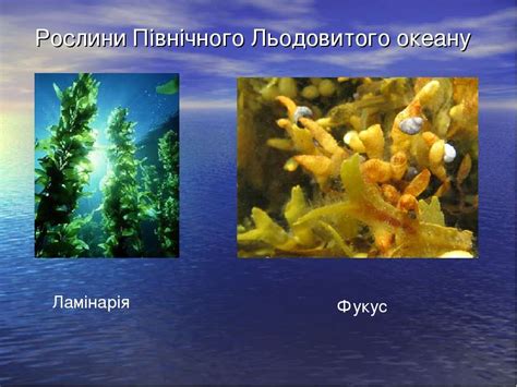 Північно льодовитий океан - презентація з природознавства