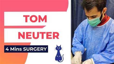 Cat Neuter Surgery Complete Procedure Neutered Cat Veterinary