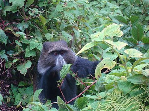 Kilimanjaro Wildlife - The Animals Of Mount Kilimanjaro