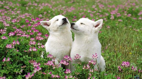 Flowers and Puppies Wallpapers on WallpaperDog