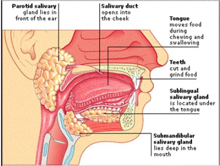 The Mouth - Biological Molecules and the Digestive Sytem