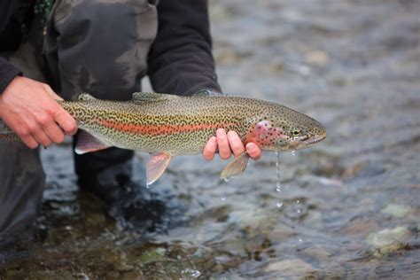 5 Fun Facts About Rainbow Trout The Franklin Club