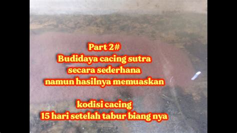 Part Budidaya Cacing Sutra Sederhana Namun Hasilnya Memuaskan Youtube